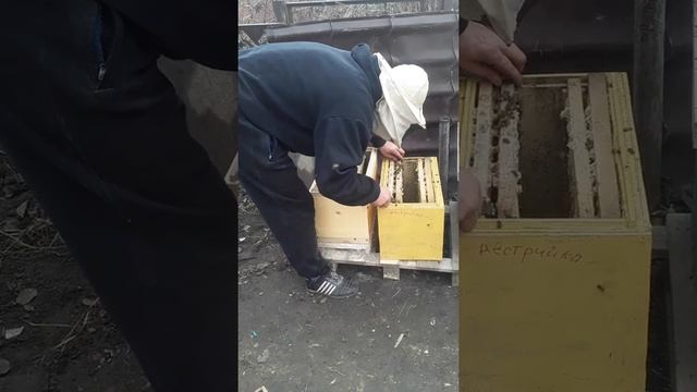 старт.раннее утепление пчел 2 февраля