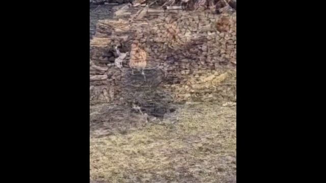 Куры против кота