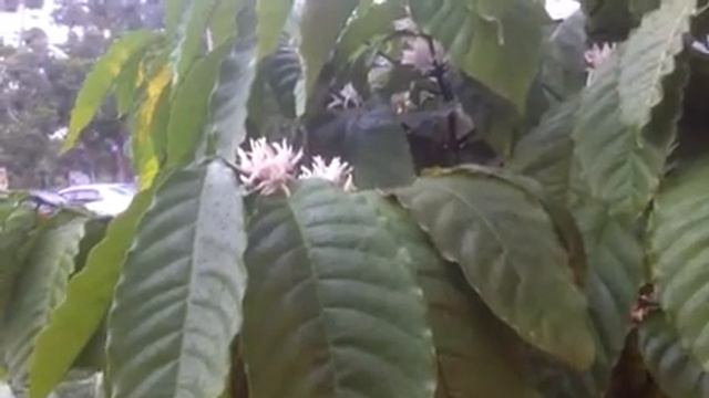 Arabica Coffee Tree Blooming In Bandar PUNCAK Alam