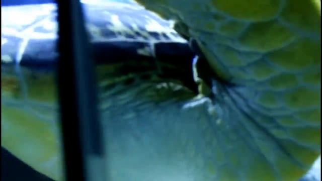 Wien In 130 SEKUNDEN/CARILOVESS