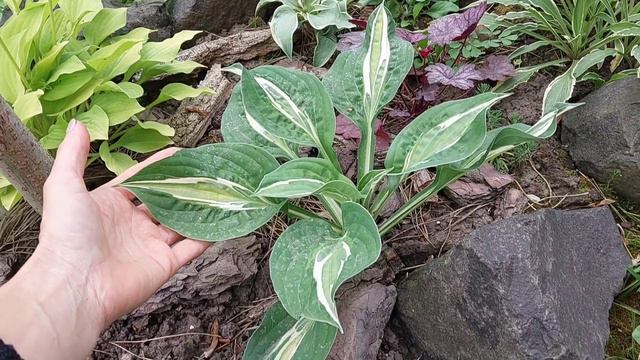 Хостарій біля будинку.  Мої тіньові королеви.        [ЧАСТИНА 1]