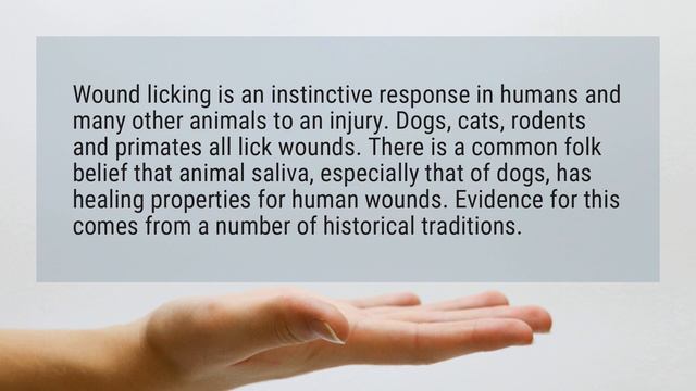 Does A Dog Licking A Wound Help It Heal Faster?