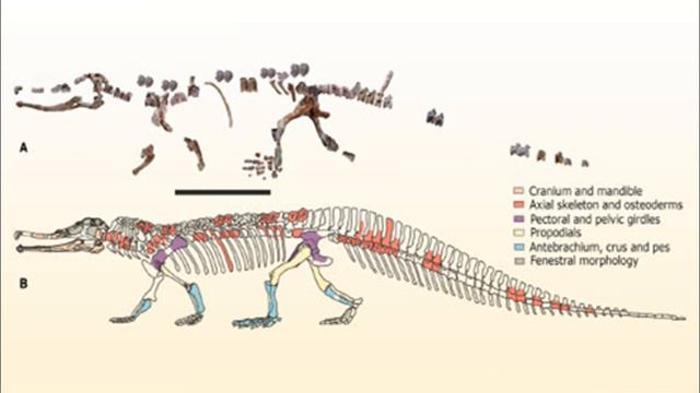 Новый фитозавр гигант