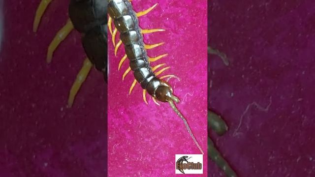 Scolopendra Cingulata/кольчатая сколопендра/yellow Legs