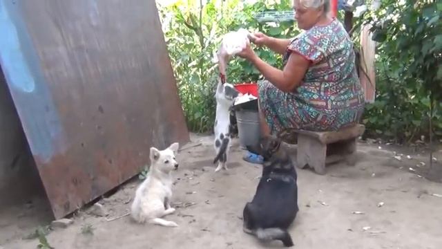 Прожорливый Мышкин.mpg