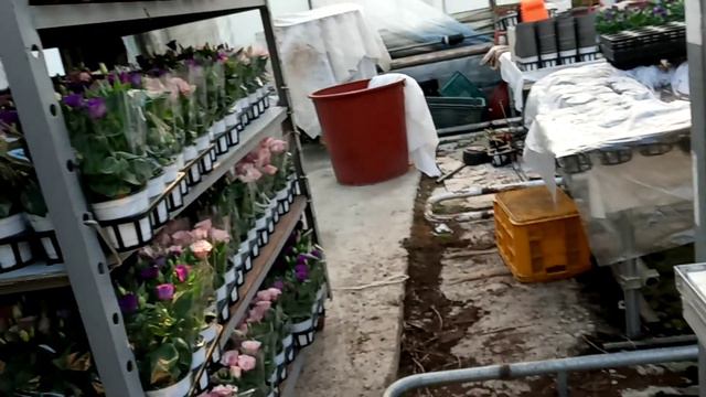 Lisianthus Collection