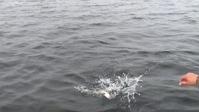 Рыбалка в Астрахани раскаты  Good Russian fishing in Astrakhan