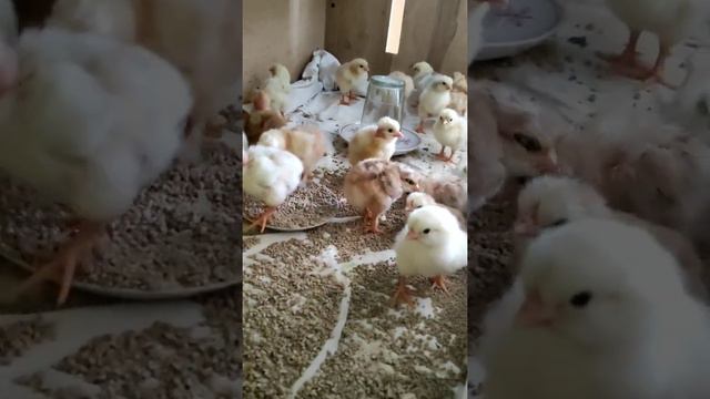 Цыплята из инкубатора.