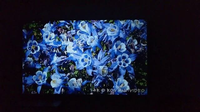 Tikkurila H498 для экрана проектора