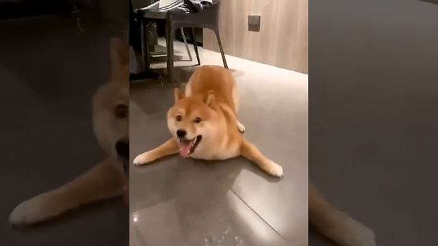 Собака веселяка)))