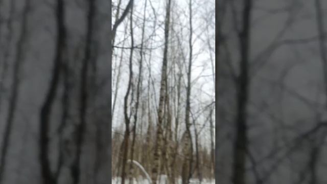 Встреча с диким лосем