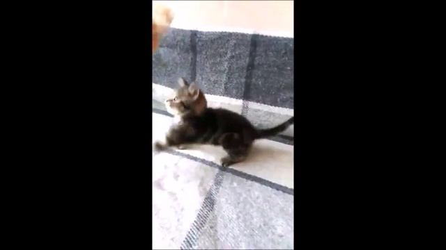 Куколка мраморного окраса! Британские котята питомника Elite British. Элитные британцы.