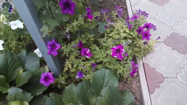 🐝🏵️О пчёлах, и не только😉🌺