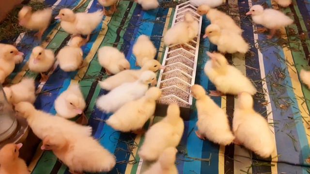 Мускусная белая утка тяжёлой немецкой линии 4-е сутки