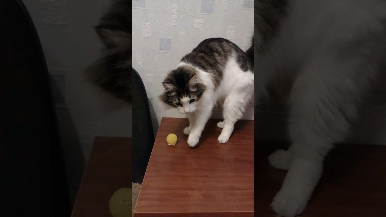 Как озадачить кота  #кошка #cat #gato #katze #chat #kedi #猫 #고양이 #貓