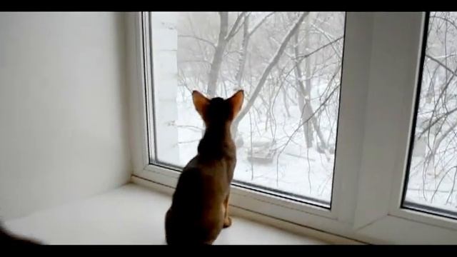 Абиссинские кошки и первый снег, Super-Aby Cattery
