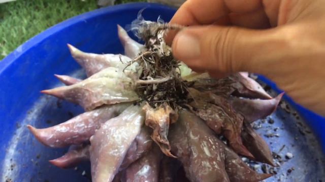 ECHEVERIA MADIBA, DO VASO MAIOR PARA O MENOR, POR QUÊ?