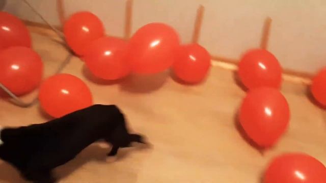 Собака и воздушные шары или как развлечь собаку дома