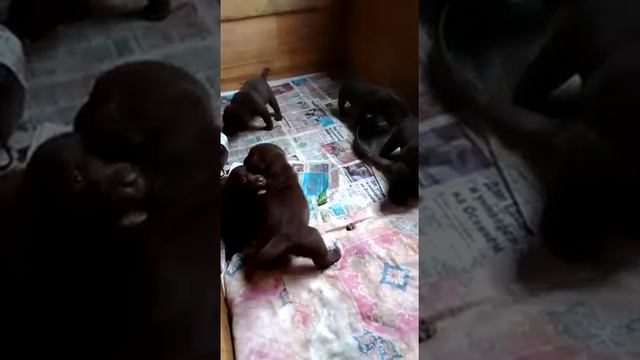 ШОКОЛАДКИ д.р.13.09.19 Брайт Х Нюра