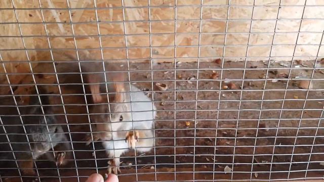 821dec10bf7b89e69532625c5fed4439