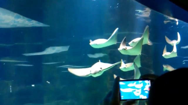 Скаты в Москвариуме на ВДНХ/Rays Moskvarium VDNKh