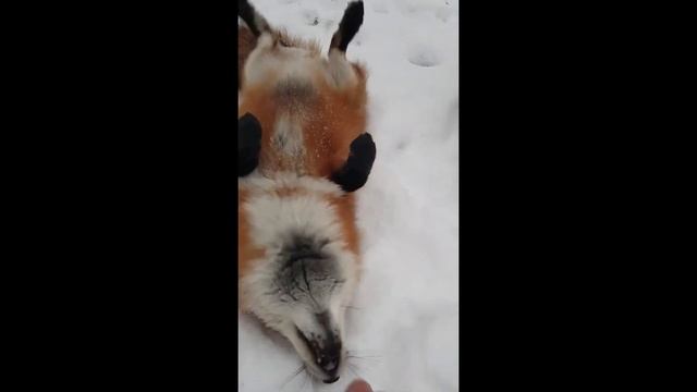 ЛИ СЯО. Алиса - Лиса. Лиса охраняет цыплят в норе.