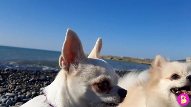 98e61ed0c18e29ddea08c50142347def