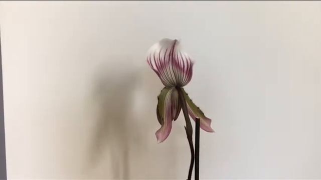 Paphiopedilum Callosum: The Easiest Paphiopedilum To Bloom And Grow :)