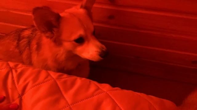 Это очень смешно! ? Вот все понимает! Сэдди не дает скучать! VLOG