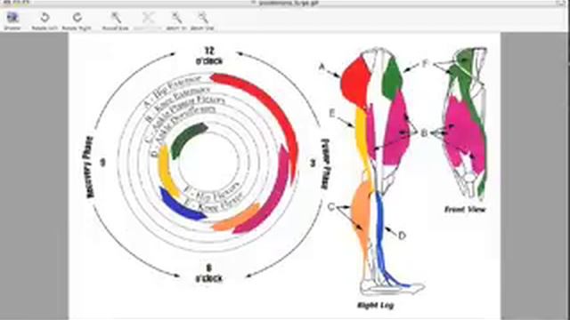 Cycling Muscles Used: How To Unlock Greater Strength, Endurance & Power Part 1
