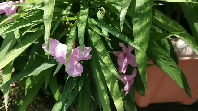 Mexican Petunia 👉 Growing And Caring Method// Best Evergreen Summer Flowering Plants