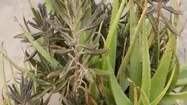 October My Rooftop Garden Tour Winter Seeds Germination | Asim Nawaz Garden