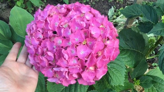 АКТИНИДИЯ! МНОГО ПЛОДОВ! Окрашивается голубика!