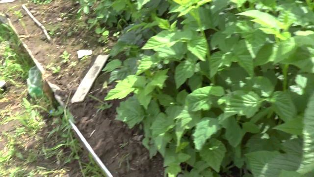 Желтая малина