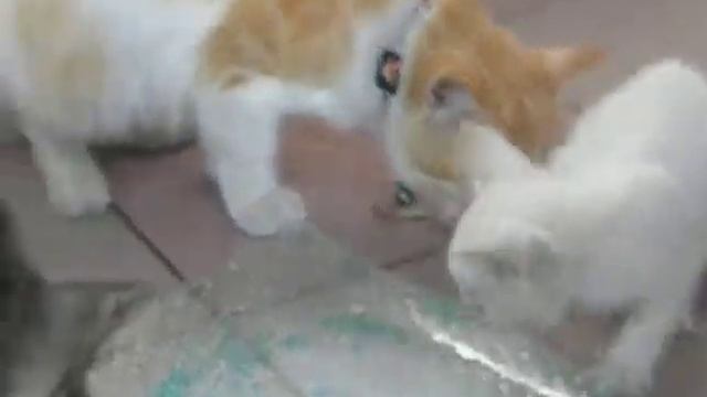 Video Taken Using Nikon L100