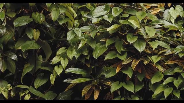 Regeneration Sound Coup And Birds, Музыка для медитации и релаксации