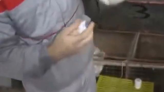 Кролики. Пододерматит