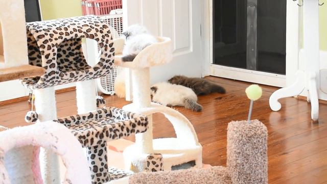 4 Litters, 8 Persian And Himalayan Kittens In One Room --- Oh My!