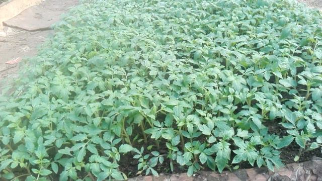 Рассада помидоров на продажу  на 14 апреля