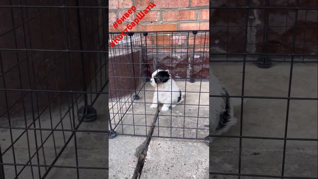 Бивер девочка Костбар Шатц Новая Сенсация 1,5 месяца #бивер #щенокбивера #купитьбивера #puppy #dog