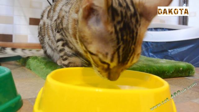 Дакота   после обеда пьет воду, Www.cat.482ua.com, в гостях у бенгальской кошки