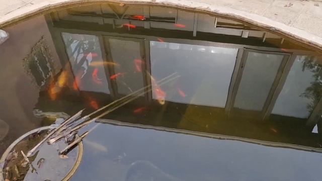 обрезка циперуса и планы на его листья