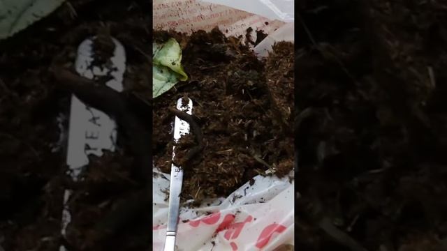 Цикламен никогда не умрёт. ПРОСТЫЕ Правила об уходе за цикламеном  Ты должен их знать ?