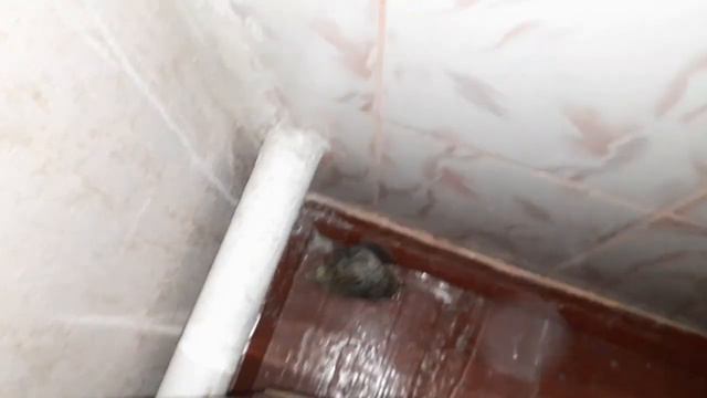 побег улики почему улитка ахатина убежалаахатины улитка архахатины