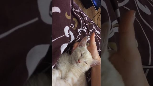 Когда твой кот спит мертвым сном