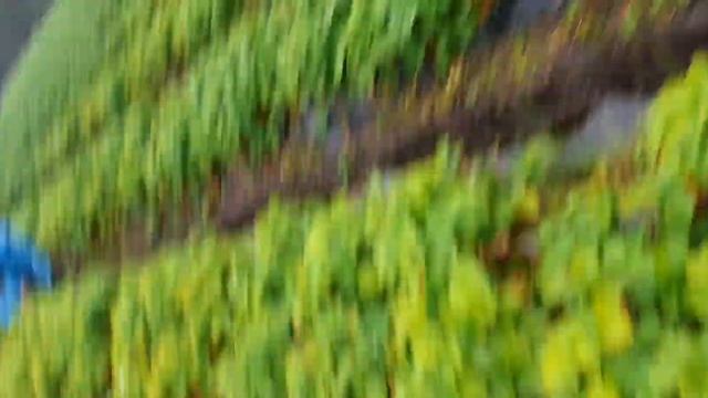 Збор клубники(Финляндия)