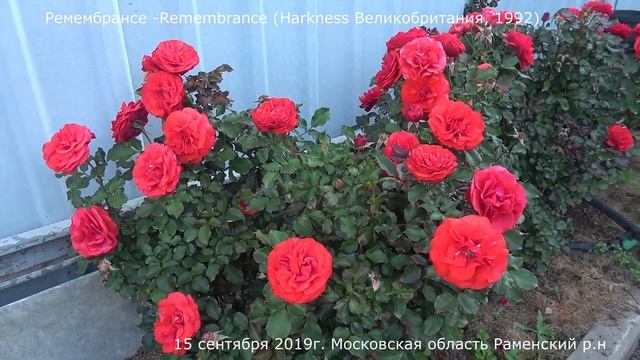 Обзор розы Ремембранс (Флорибунда)  - Remembrance (Harkness Великобритания, 1992)