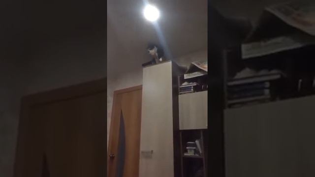 Кошка прыгает на шкаф