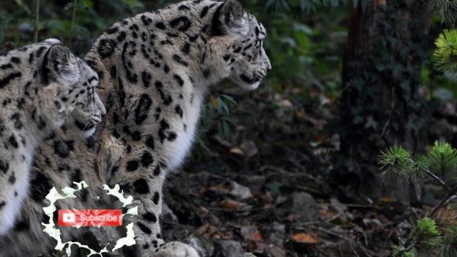 Snow leopard roar - the rarest of Himalayan animals. Mysterious sounds of a snow leopard.