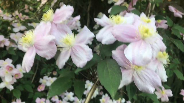 Clématite Des Montagnes Clematis Montana 'Mayleen' De La Fragrance Et De La Mousseline.